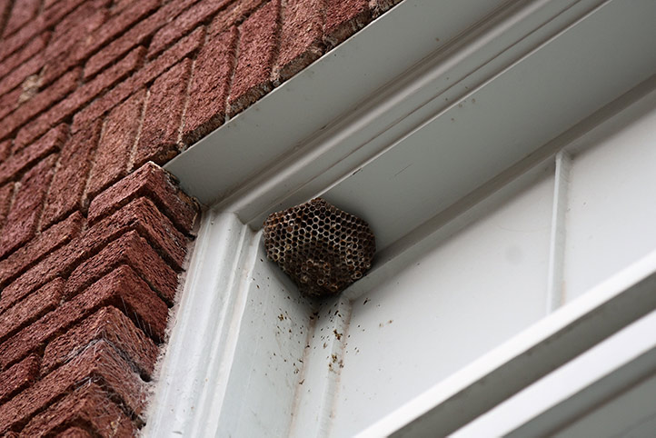 We provide a wasp nest removal service for domestic and commercial properties in Bexleyheath.